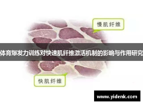体育爆发力训练对快速肌纤维激活机制的影响与作用研究